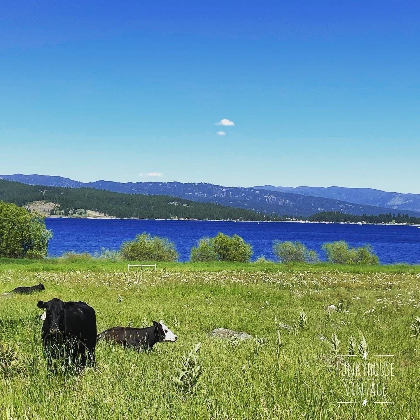 Idaho Landscape Photography, Farm Cows Wall Art, McCall Idaho Print, Outdoor Scene Canvas, Lake Photography, Livestock, Mountain Meadow -Located at Funkyhouse Vintage Antique Store, Weiser Idaho