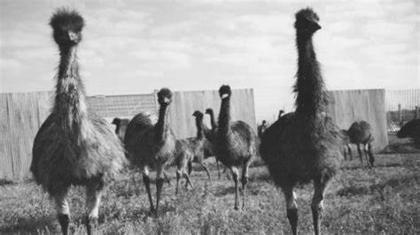 Weird History - Military Fights Emus with Machine Guns and Emus Win
